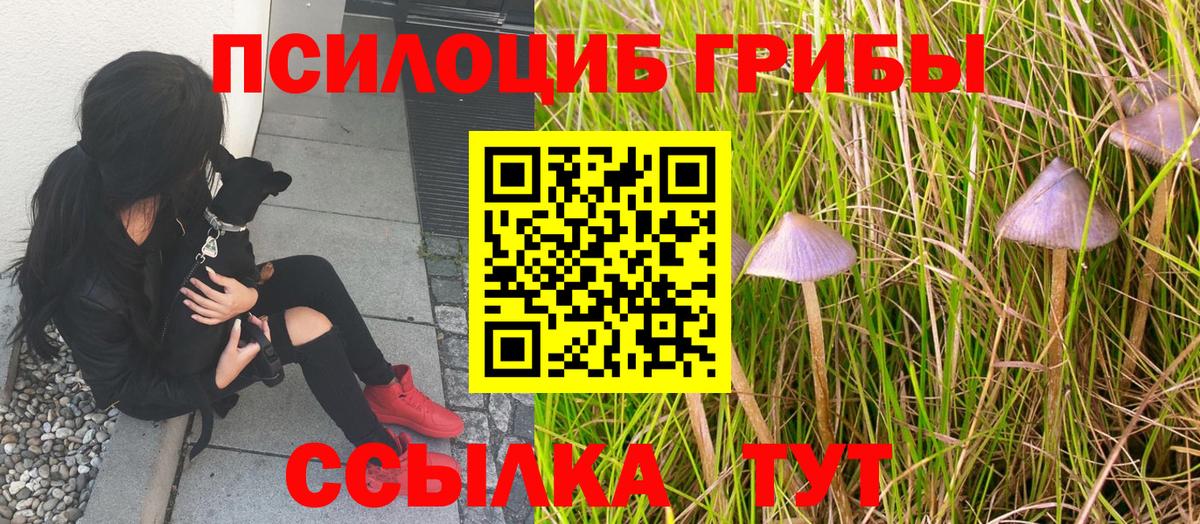 продажа наркотиков  Псилоцибиновые грибы Cubensis  Вход с VPN  Ржев 